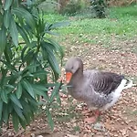 Kamp alanı Git'an Perigord La Bonne Aventure Groléjac