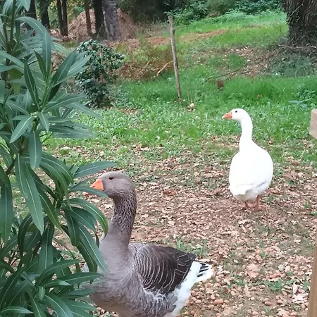 Git'an Perigord La Bonne Aventure 캠프장 Groléjac