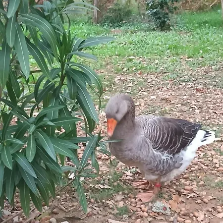 캠프장 Git'an Perigord La Bonne Aventure Groléjac