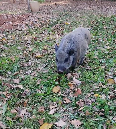 Git'an Perigord La Bonne Aventure Kemping