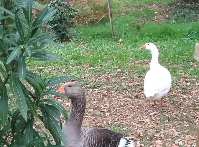Git'an Perigord La Bonne Aventure Parque de Campismo Groléjac