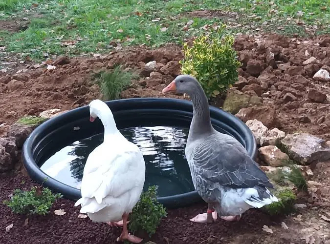 Git'an Perigord La Bonne Aventure * Groléjac