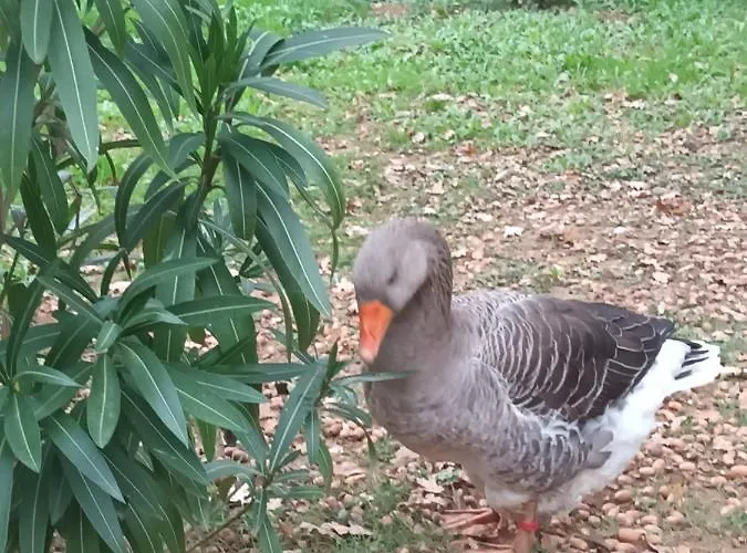 Kemp Git'an Perigord La Bonne Aventure Groléjac
